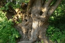 home-bomen